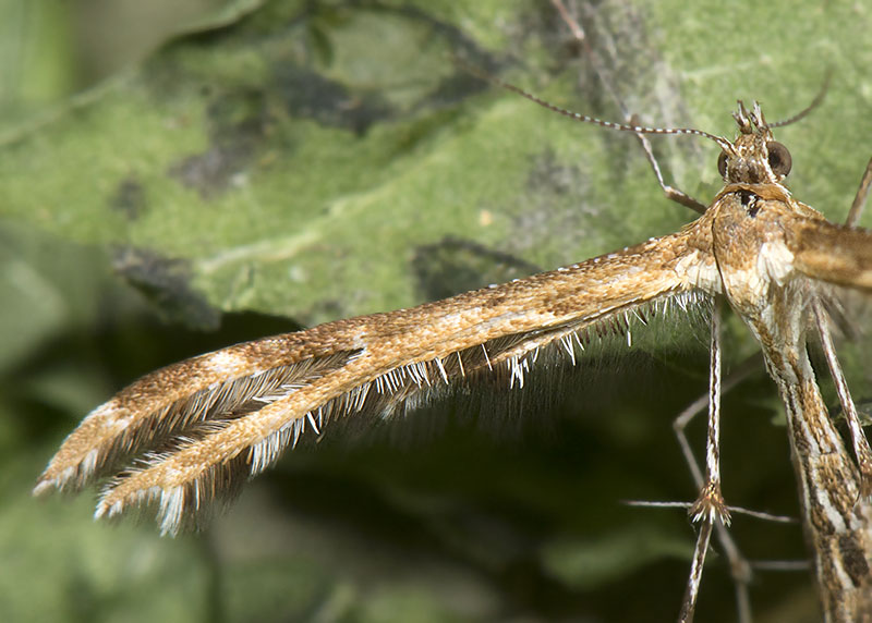 Pterophoridae: Oxyptilus chrysodactyla